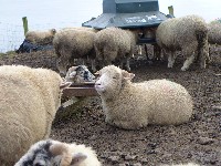 P1020983.JPG P1020983.JPG