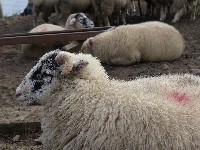 P1020984.JPG P1020984.JPG