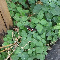 P1030530.JPG P1030530.JPG